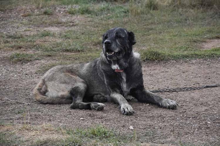 Kangal köpeklerini kışa ‘yüksek protein’ ile hazırlıyorlar