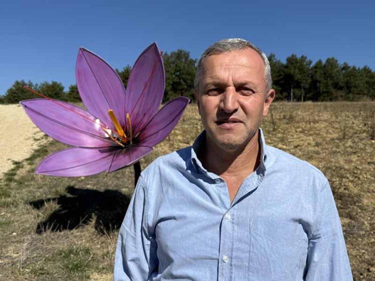 Kilosu 800 bin TL olan safran çiçek açtı