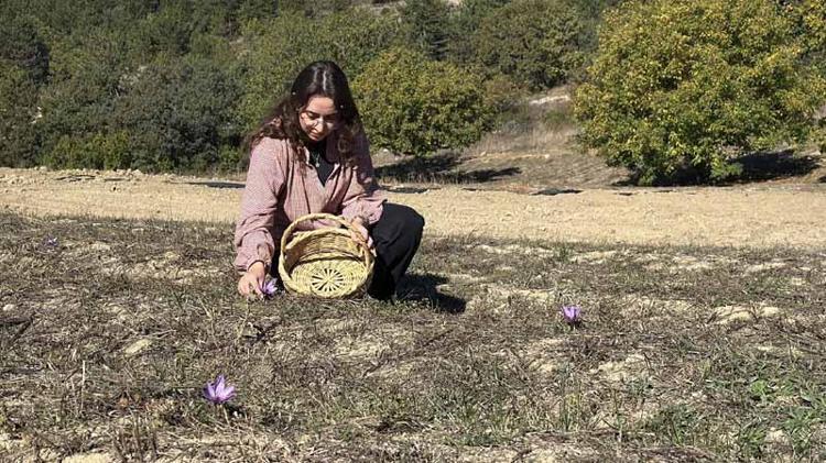 Kilosu 800 bin TL olan safran çiçek açtı