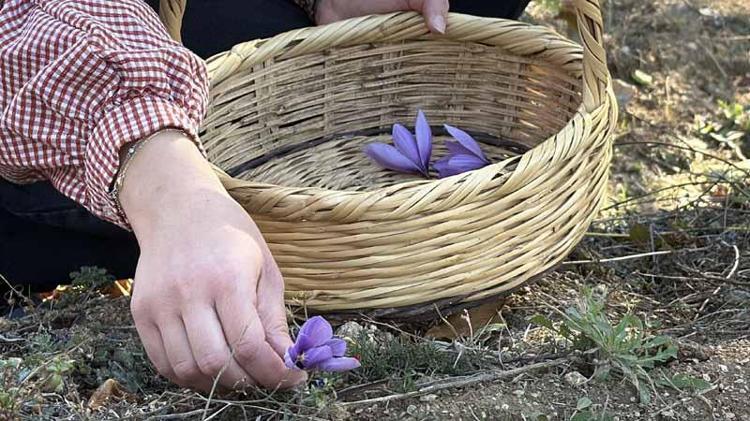 Kilosu 800 bin TL olan safran çiçek açtı