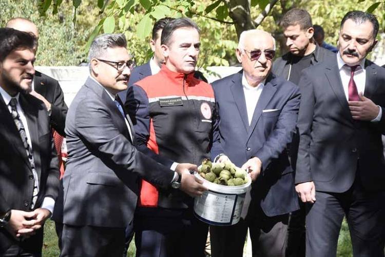 Adilcevaz’da ceviz hasadı başladı