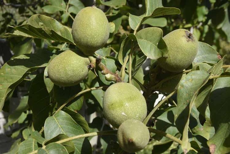 Adilcevaz’da ceviz hasadı başladı
