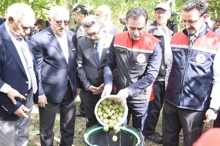 Adilcevaz’da ceviz hasadı başladı