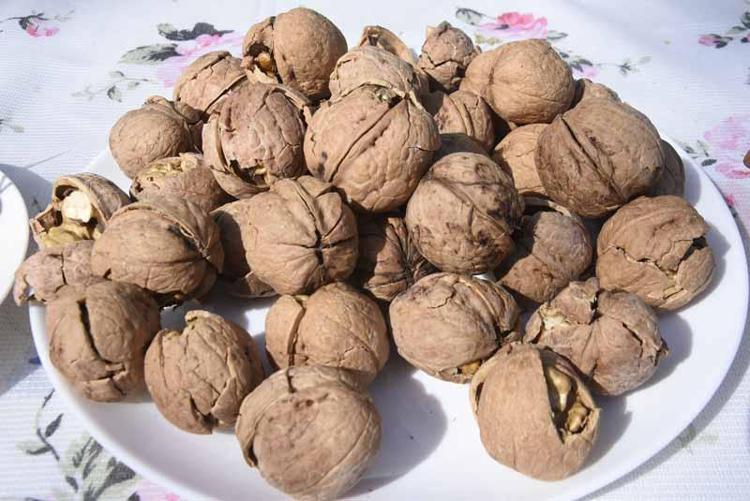 Adilcevaz’da ceviz hasadı başladı