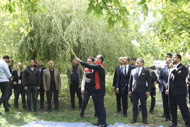 Adilcevaz’da ceviz hasadı başladı