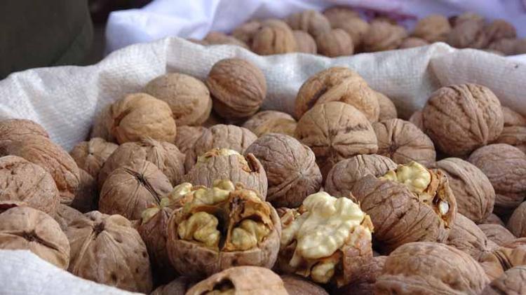 Adilcevaz’da ceviz hasadı başladı