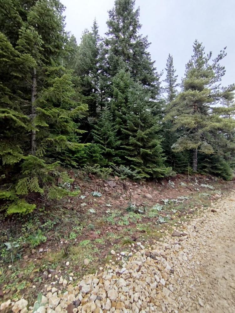 Bolu’daki kayaç, birçok sektöre ham madde olabilecek
