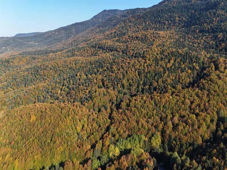 Bolu ormanlarında sonbahar renkleri