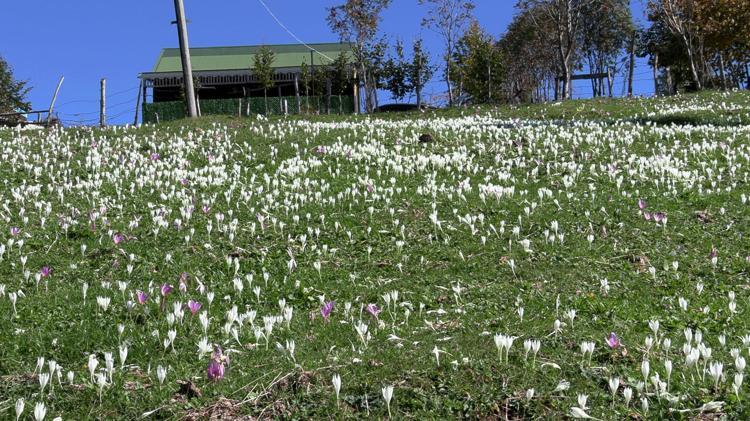 Trabzon’da, yaylacıların renkli dönüş yolculuğu