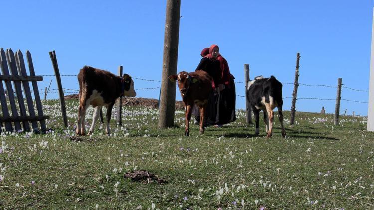 Trabzon’da, yaylacıların renkli dönüş yolculuğu
