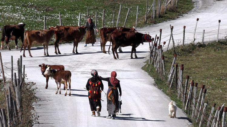 Trabzon’da, yaylacıların renkli dönüş yolculuğu