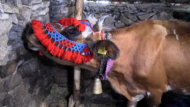 Trabzon’da, yaylacıların renkli dönüş yolculuğu