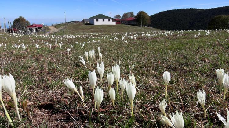 Trabzon’da, yaylacıların renkli dönüş yolculuğu