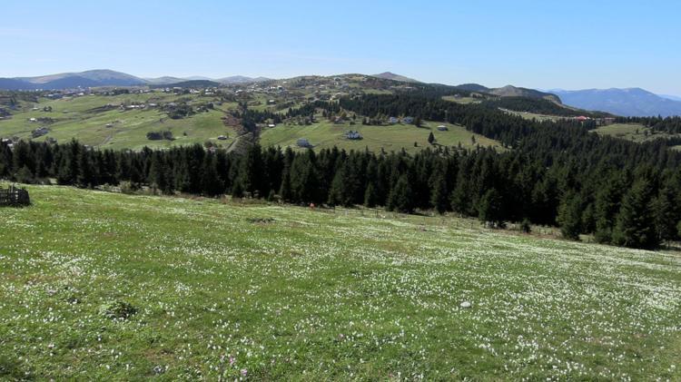 Trabzon’da, yaylacıların renkli dönüş yolculuğu