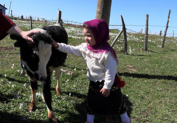Trabzon’da, yaylacıların renkli dönüş yolculuğu