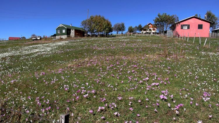 Trabzon’da, yaylacıların renkli dönüş yolculuğu