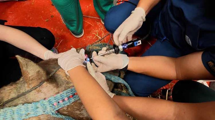 Retina rahatsızlığı bulunan deveye kök hücre tedavisi