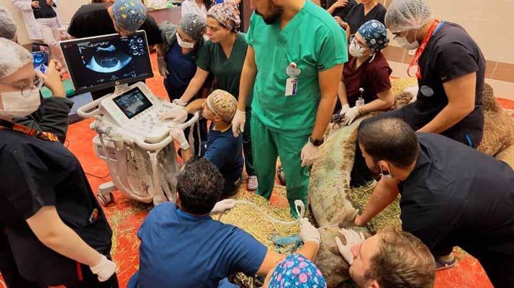 Retina rahatsızlığı bulunan deveye kök hücre tedavisi