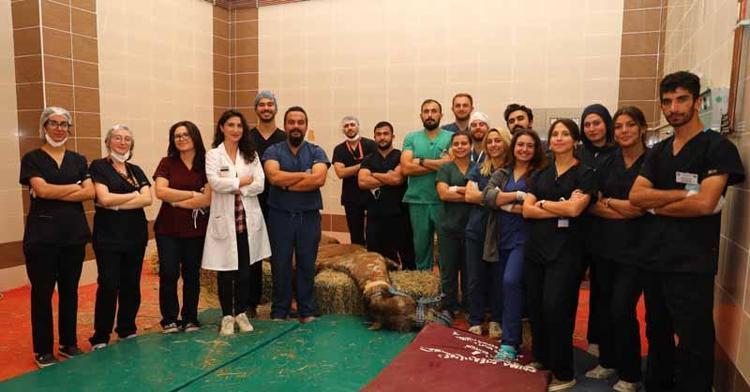 Retina rahatsızlığı bulunan deveye kök hücre tedavisi