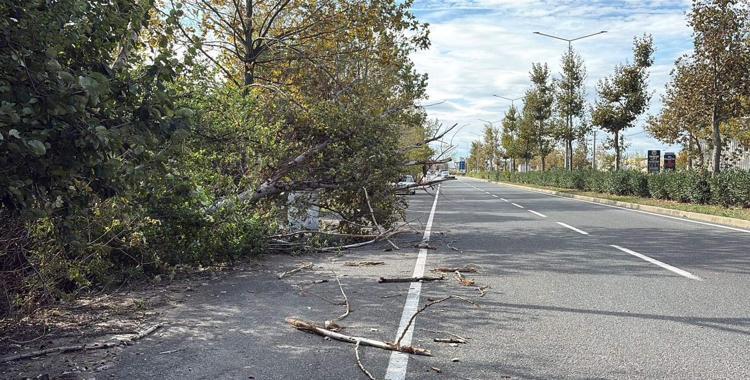 Tekirdağ'da fırtına; ağaç ve telefon direği devrildi
