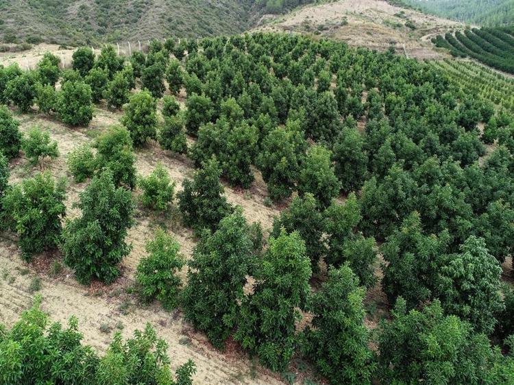 Adana'da avokadonun kilosu 110 liraya düştü
