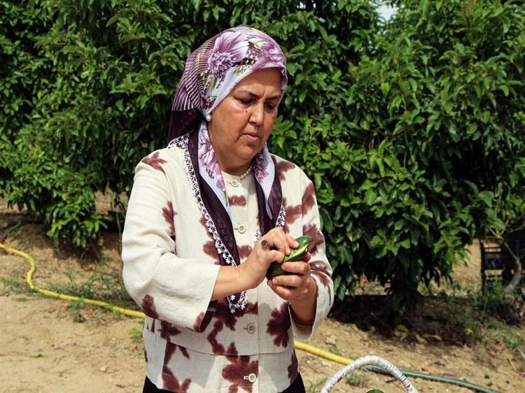 Adana'da avokadonun kilosu 110 liraya düştü
