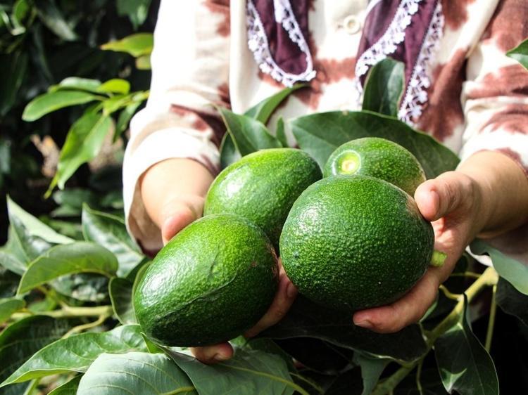Adana'da avokadonun kilosu 110 liraya düştü