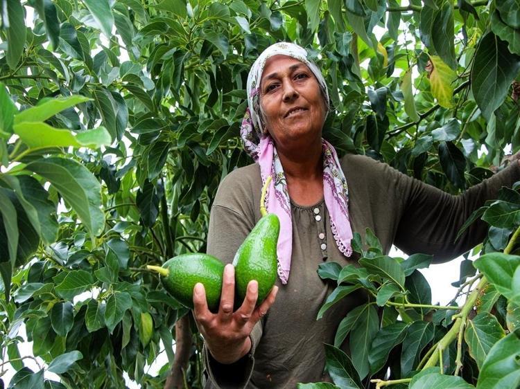 Adana'da avokadonun kilosu 110 liraya düştü