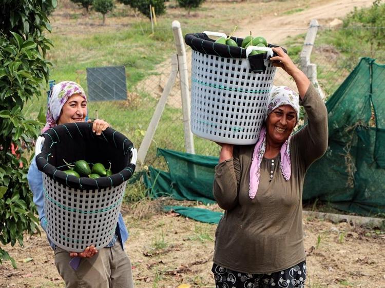 Adana'da avokadonun kilosu 110 liraya düştü