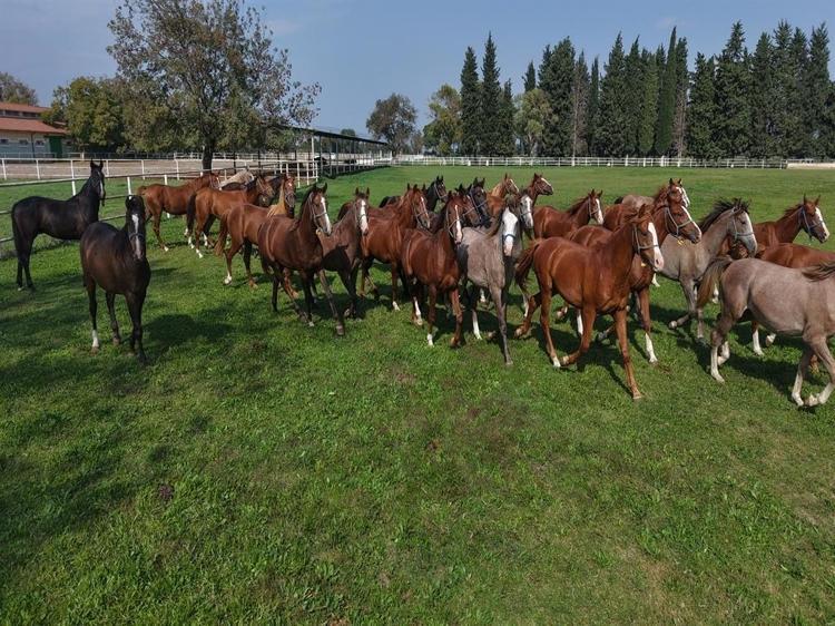 7 asırlık harada milyonluk yarış atları yetiştiriliyor