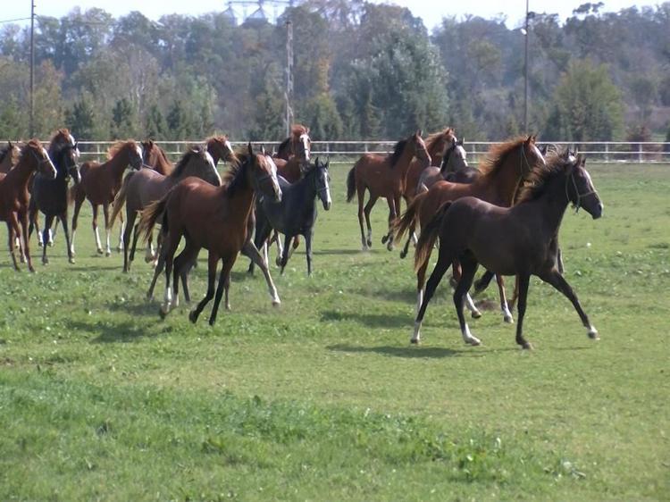 7 asırlık harada milyonluk yarış atları yetiştiriliyor
