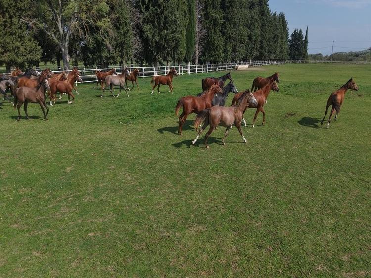 7 asırlık harada milyonluk yarış atları yetiştiriliyor