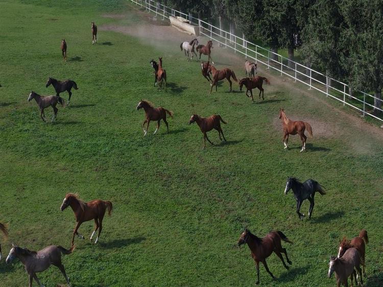 7 asırlık harada milyonluk yarış atları yetiştiriliyor