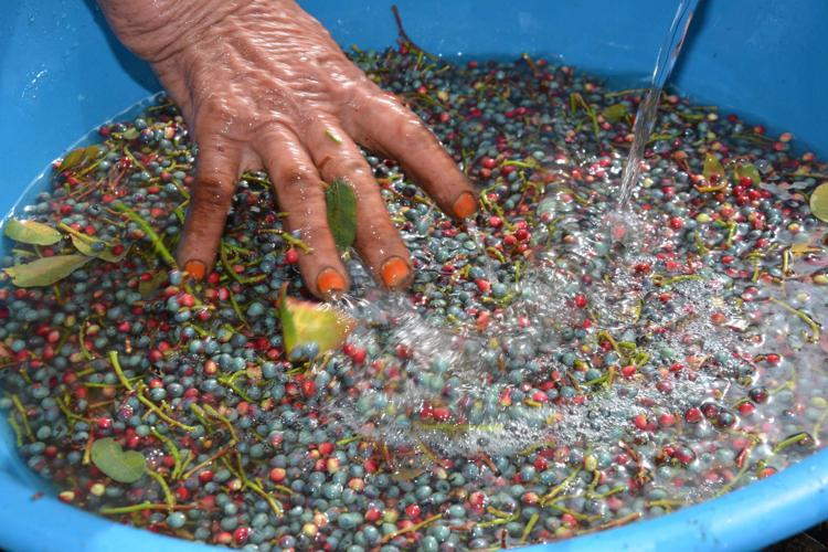 Annesiyle başladığı çitlembik mesaisini 78 yaşında sürdürüyor