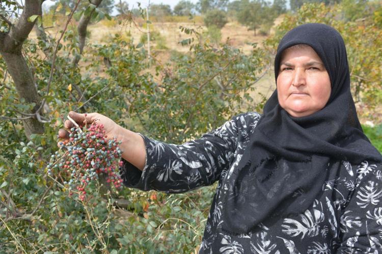 Annesiyle başladığı çitlembik mesaisini 78 yaşında sürdürüyor