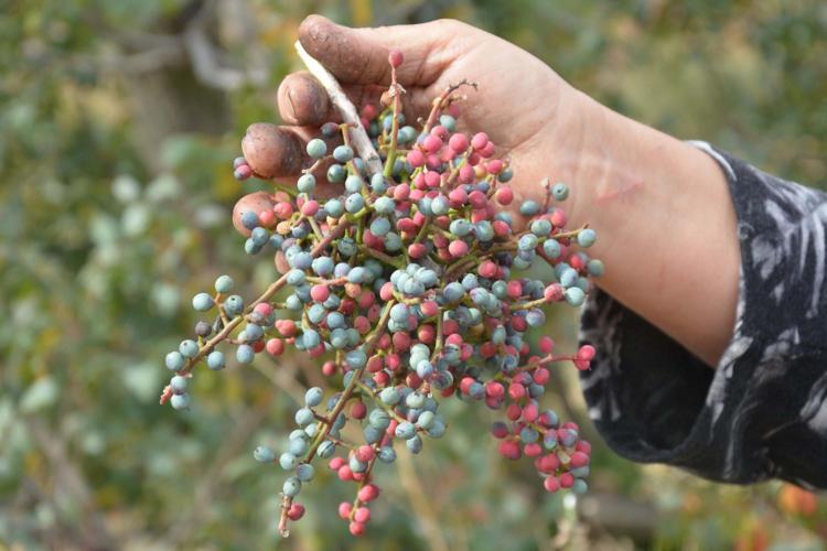Annesiyle başladığı çitlembik mesaisini 78 yaşında sürdürüyor