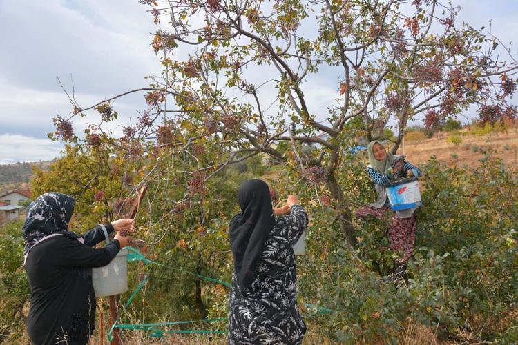 Annesiyle başladığı çitlembik mesaisini 78 yaşında sürdürüyor