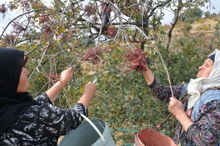 Annesiyle başladığı çitlembik mesaisini 78 yaşında sürdürüyor