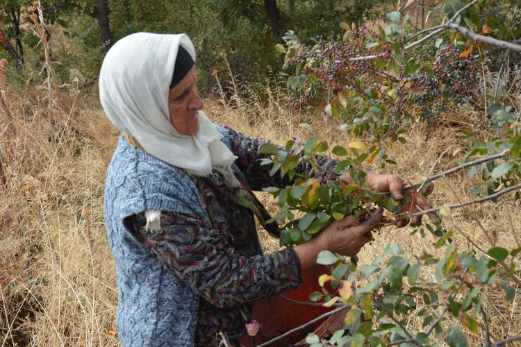 Annesiyle başladığı çitlembik mesaisini 78 yaşında sürdürüyor