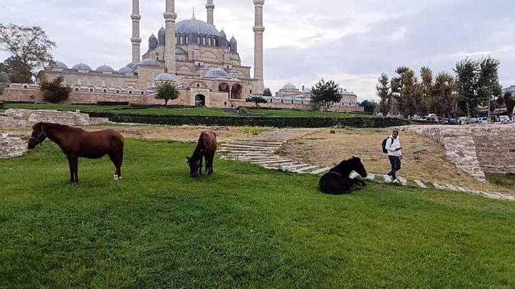 Selimiye Camisi meydanında başıboş 3 at otlarken görüldü