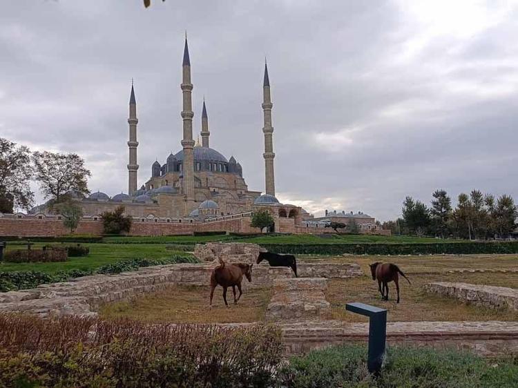 Selimiye Camisi meydanında başıboş 3 at otlarken görüldü