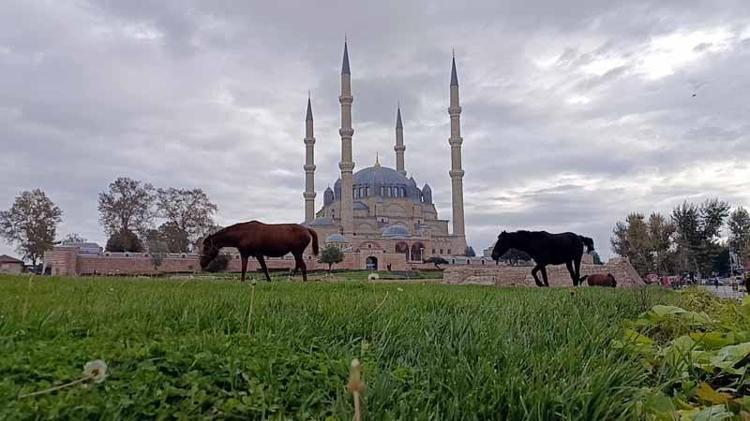 Selimiye Camisi meydanında başıboş 3 at otlarken görüldü