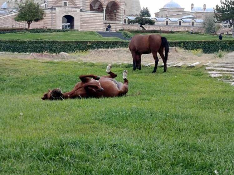 Selimiye Camisi meydanında başıboş 3 at otlarken görüldü