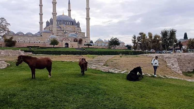Selimiye Camisi meydanında başıboş 3 at otlarken görüldü
