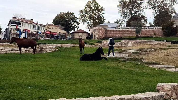 Selimiye Camisi meydanında başıboş 3 at otlarken görüldü