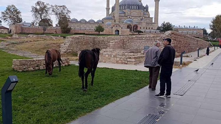 Selimiye Camisi meydanında başıboş 3 at otlarken görüldü