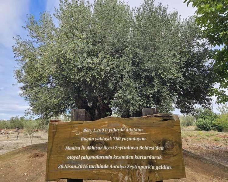 1200 yıllık ağacın tek bir zeytinini bile istiyorlar