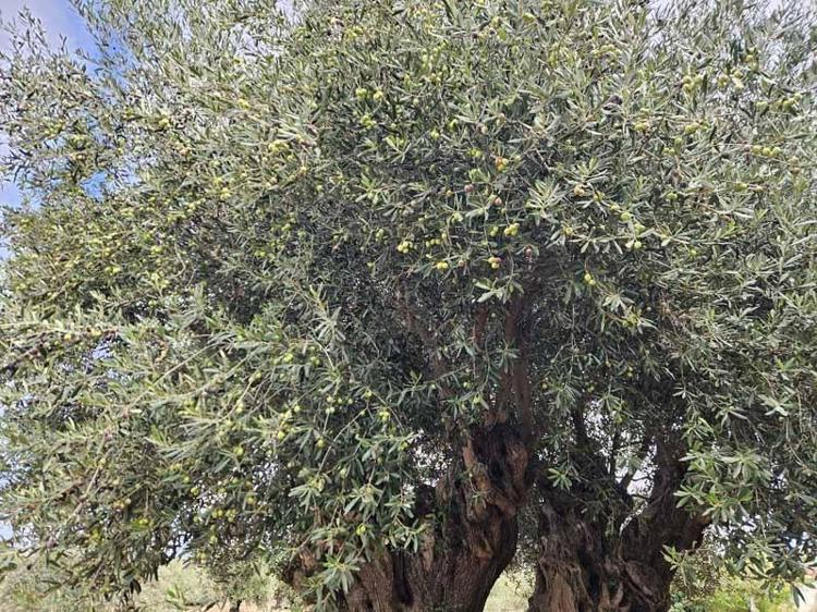 1200 yıllık ağacın tek bir zeytinini bile istiyorlar