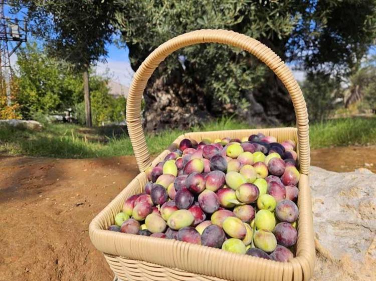 1200 yıllık ağacın tek bir zeytinini bile istiyorlar