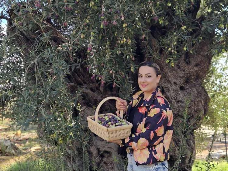 1200 yıllık ağacın tek bir zeytinini bile istiyorlar